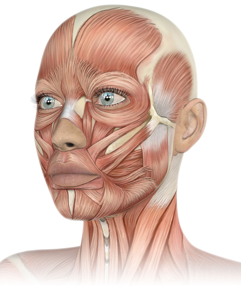 face_muscles_2
